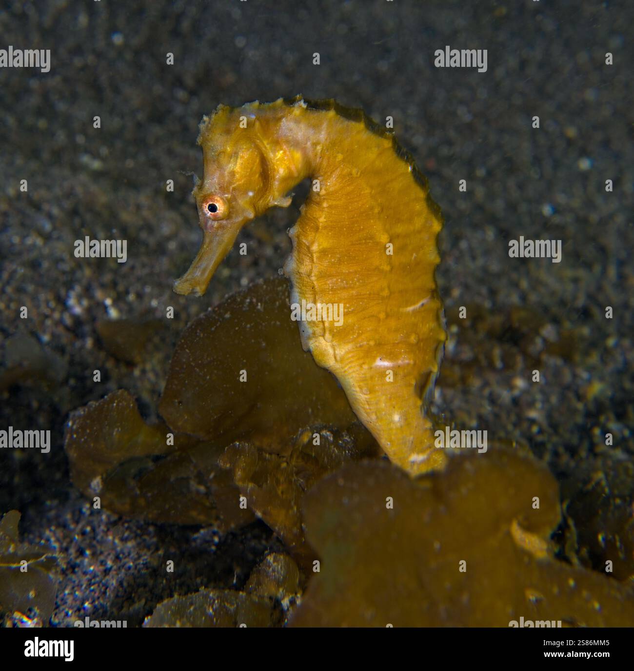 Hippocampus trimaculatus - cavalluccio marino a corona bassa Foto Stock