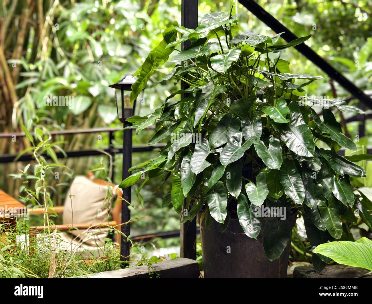 Pianta ornamentale in vaso Philodendron Burle Marxii in un'area giardino con patio all'aperto Foto Stock