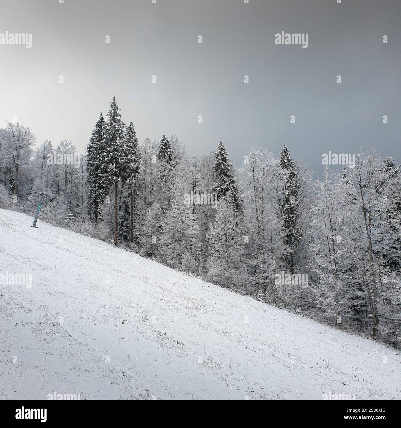 Pista da sci in montagna. Alberi innevati sulla ripida collina. Foresta di montagna in una giornata nuvolosa. Foto Stock