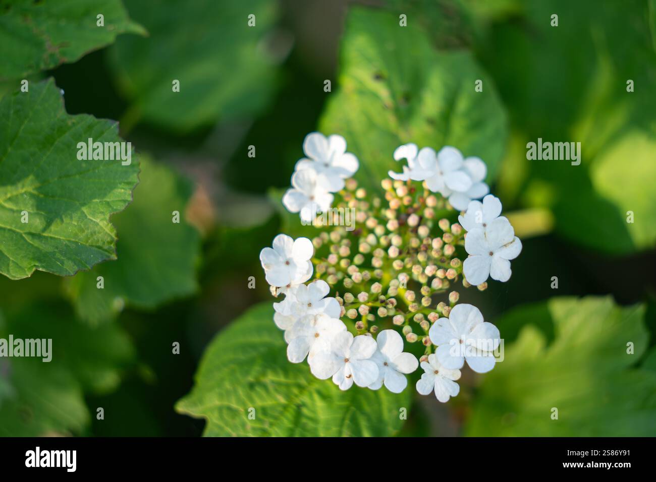 Viburnum opulus, rosa Guelder. Splendidi fiori bianchi di arbusto Viburnum in fiore su sfondo verde. Concentrazione selettiva, primo piano. Concetto di natura. Foto Stock