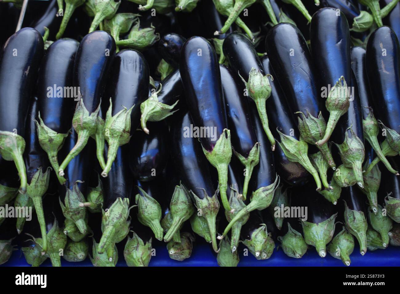 Melanzane di ortaggi freschi, melanzane sul mercato agricolo agricolo agricolo Foto Stock