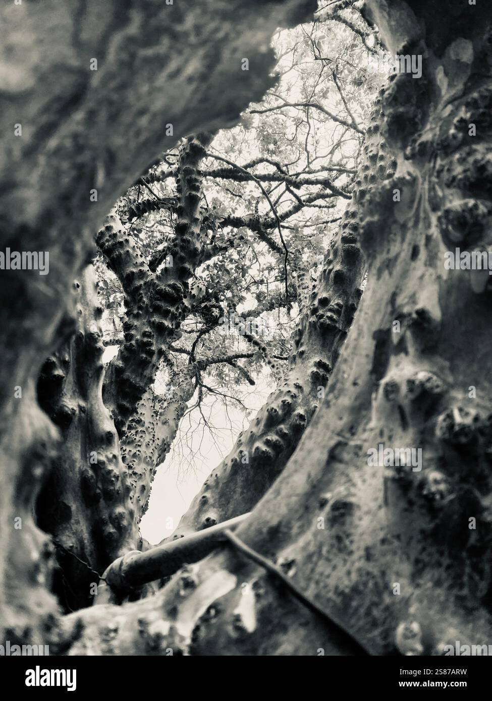 Che tu possa guardare in alto e vedere una nuova prospettiva proveniente dalla natura. - Immagine stock catturata con smartphone