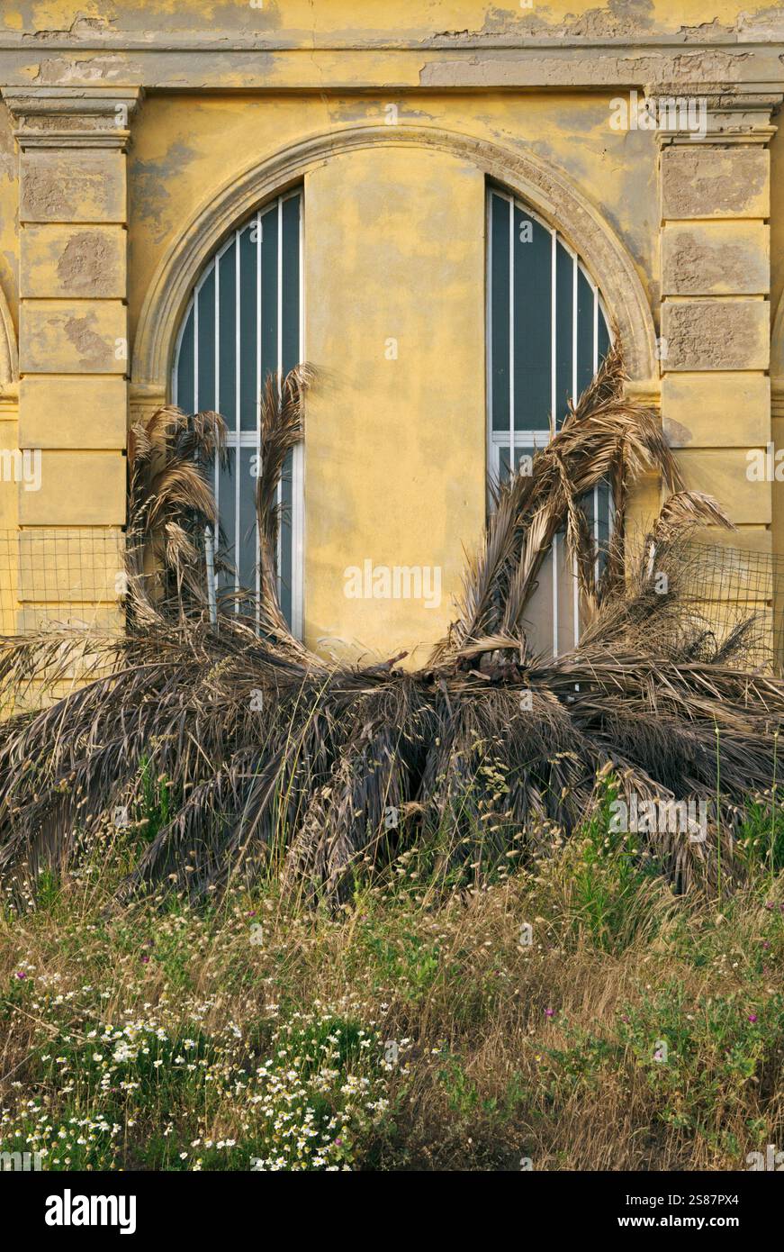 palma morta e vecchio edificio abbandonato con erbacce troppo coltivate Foto Stock