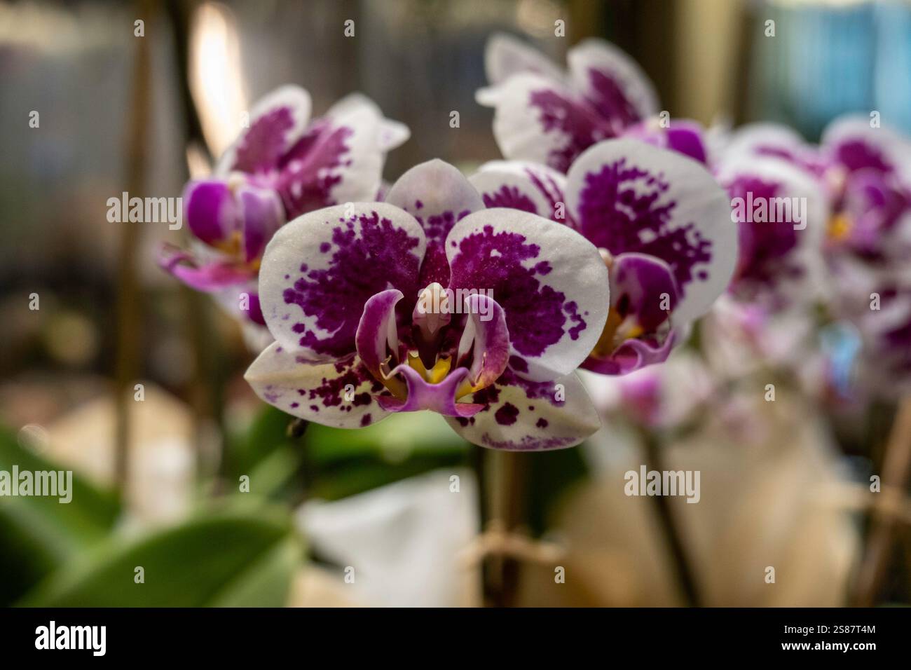 L'area "dalla fattoria alla tavola" di Zabar nel Grand Central Market vende orchidee, 2025, New York City, USA Foto Stock