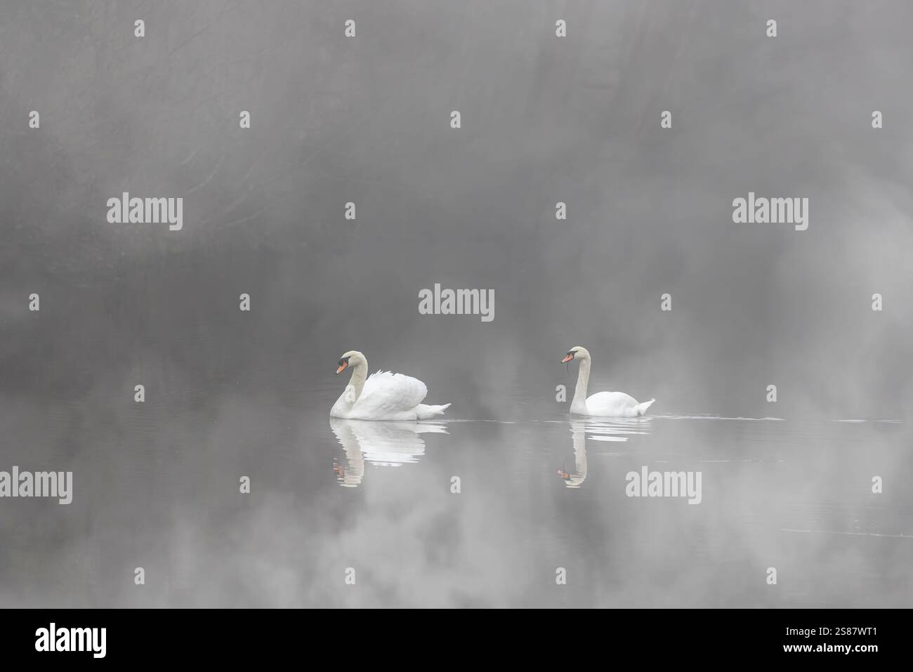 Un paio di cigni selvatici e muti del Regno Unito (Cygnus olor) che nuotano sull'acqua di un lago britannico in inverno, metà oscurati dalle nebbiose condizioni della nebbia mattutina. Foto Stock