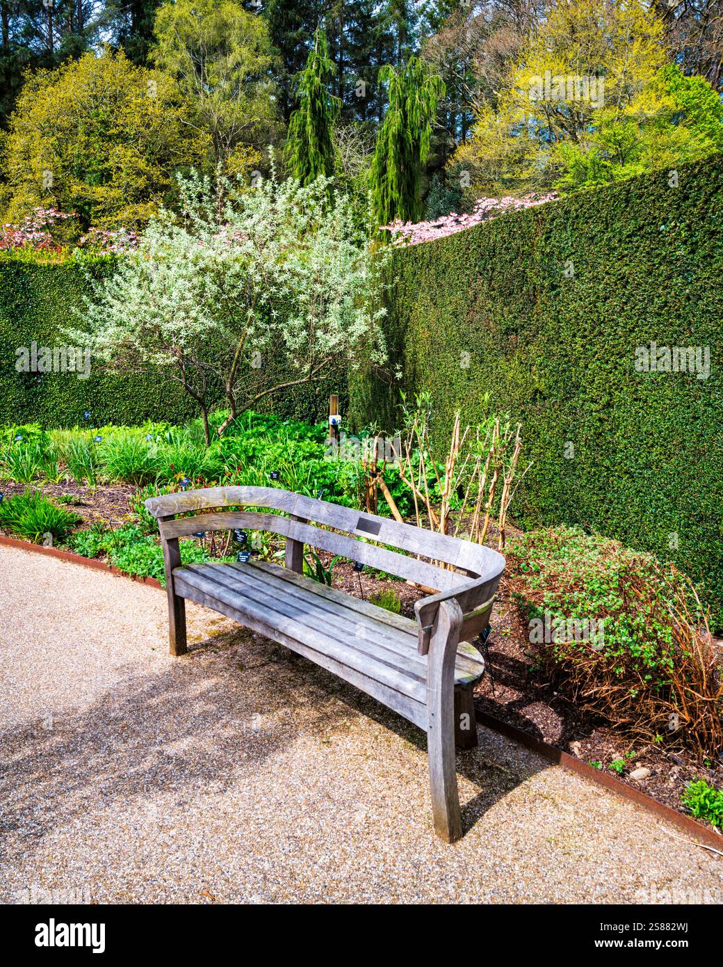 Panca in legno nel Cool Garden del Royal Horticultural Society Garden di Rosemoor, Devon, Inghilterra, Regno Unito. Foto Stock
