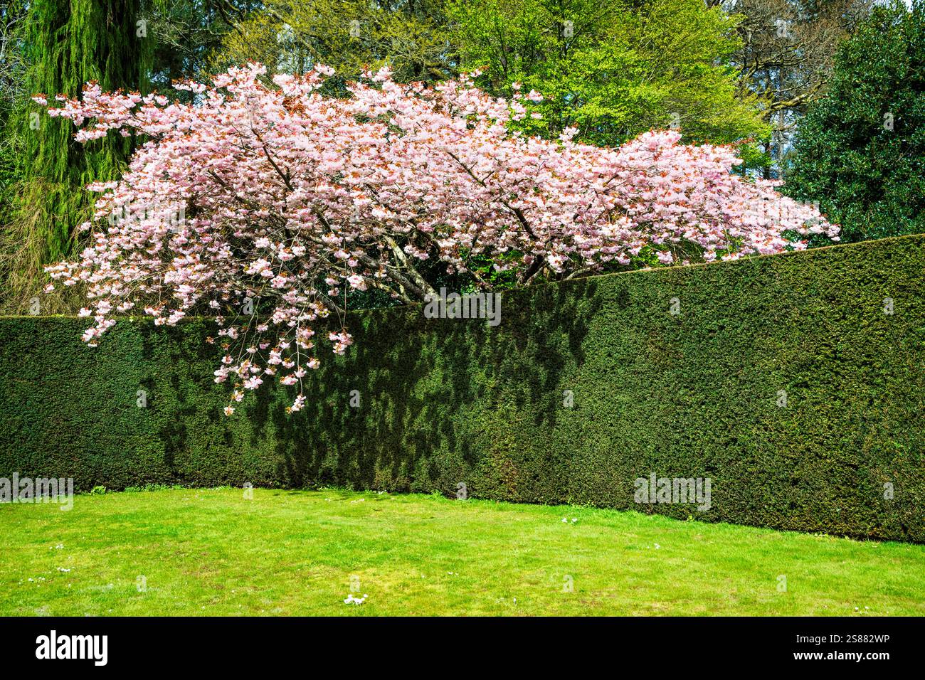 Aprile fiori di ciliegio nei giardini formali del Royal Horticultural Society Garden di Rosemoor, Devon, Inghilterra, Foto Stock
