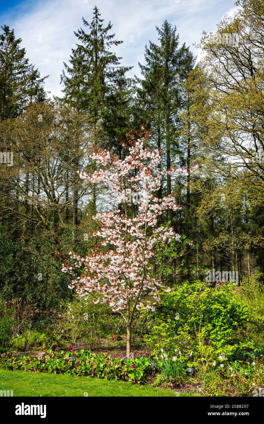 Aprile fiori di ciliegio nei giardini formali del Royal Horticultural Society Garden di Rosemoor, Devon, Inghilterra, Foto Stock