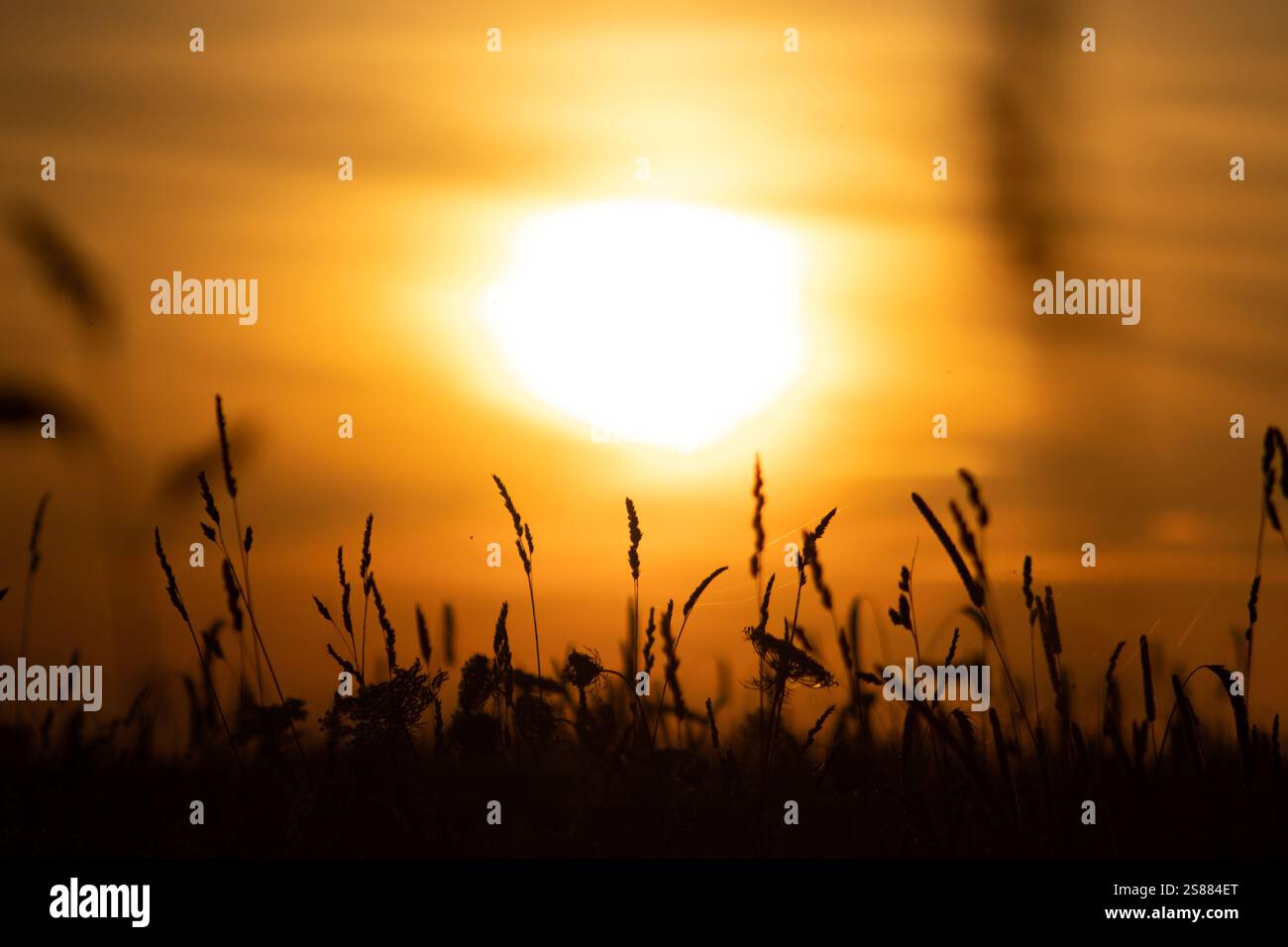 Sagome di erba che oscillano dolcemente in primo piano, incorniciate da un caldo e luminoso tramonto. Foto Stock