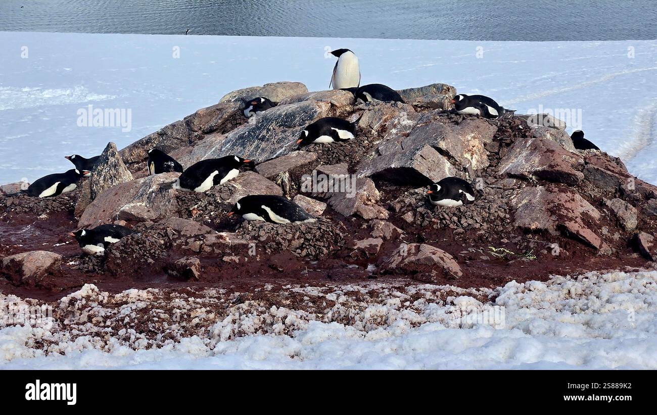 Nidificare i pinguini in Antartide - Immagine stock catturata con smartphone
