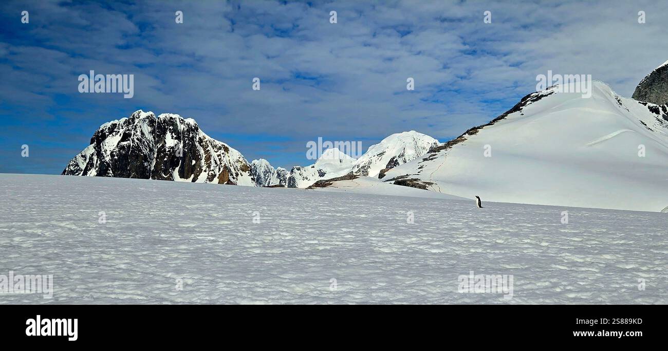 Pinguino solitario in Antartide - Immagine stock catturata con smartphone
