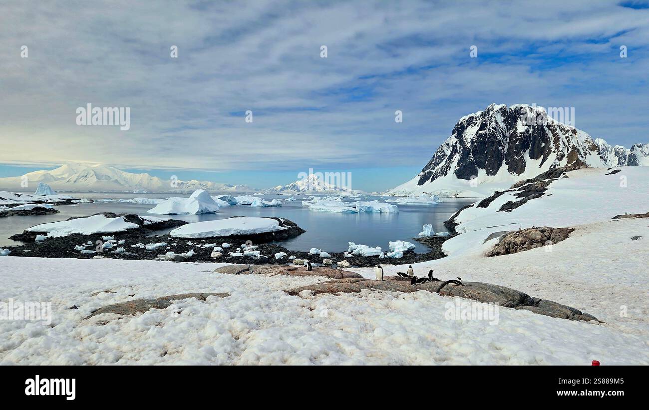 Nidificare i pinguini in Antartide - Immagine stock catturata con smartphone