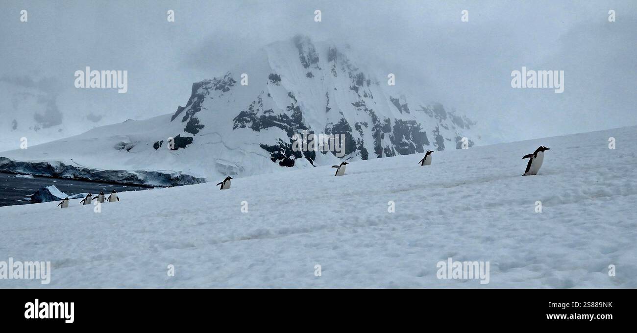 Marciare con i pinguini in Antartide - Immagine stock catturata con smartphone
