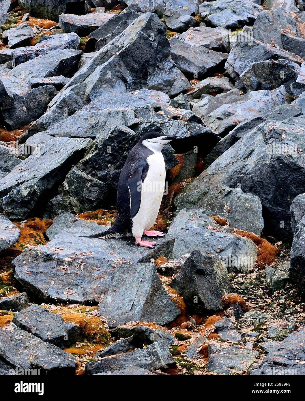 Di pinguini dal sottogola in Antartide - Immagine stock catturata con smartphone