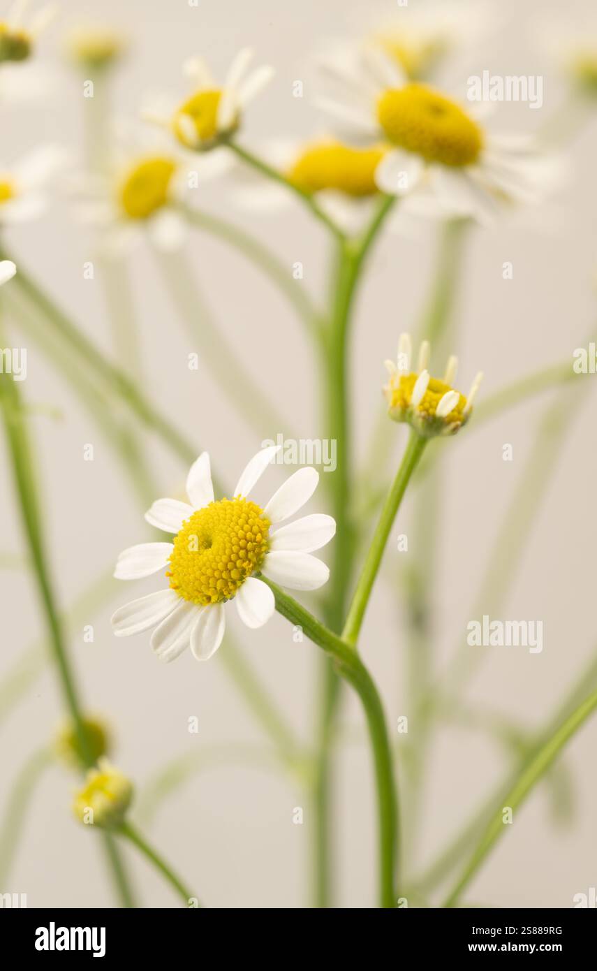 Primo piano di fiori Feverfew su sfondo bianchissimo. Foto Stock