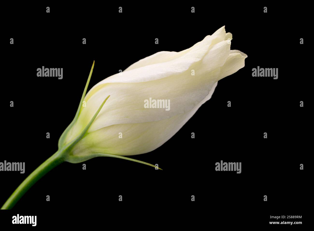 Primo piano di un gemma di Eustoma (Lisianthus) visto su uno sfondo nero. Foto Stock