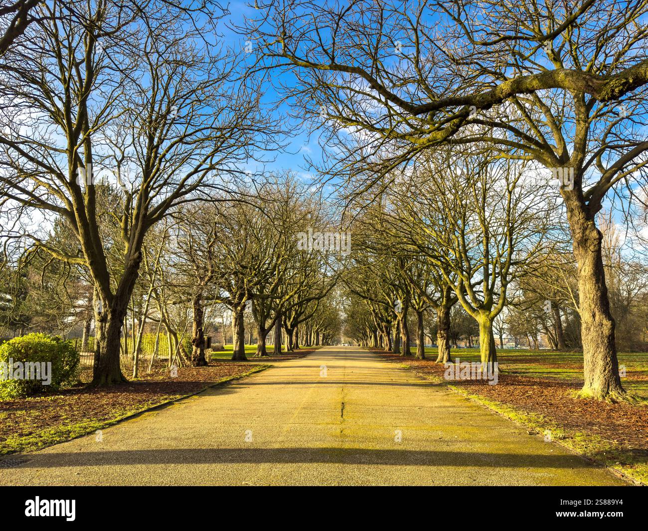 Albert Park con la fontana centrale in lontananza in una soleggiata giornata invernale. Middlesbrough. REGNO UNITO Foto Stock