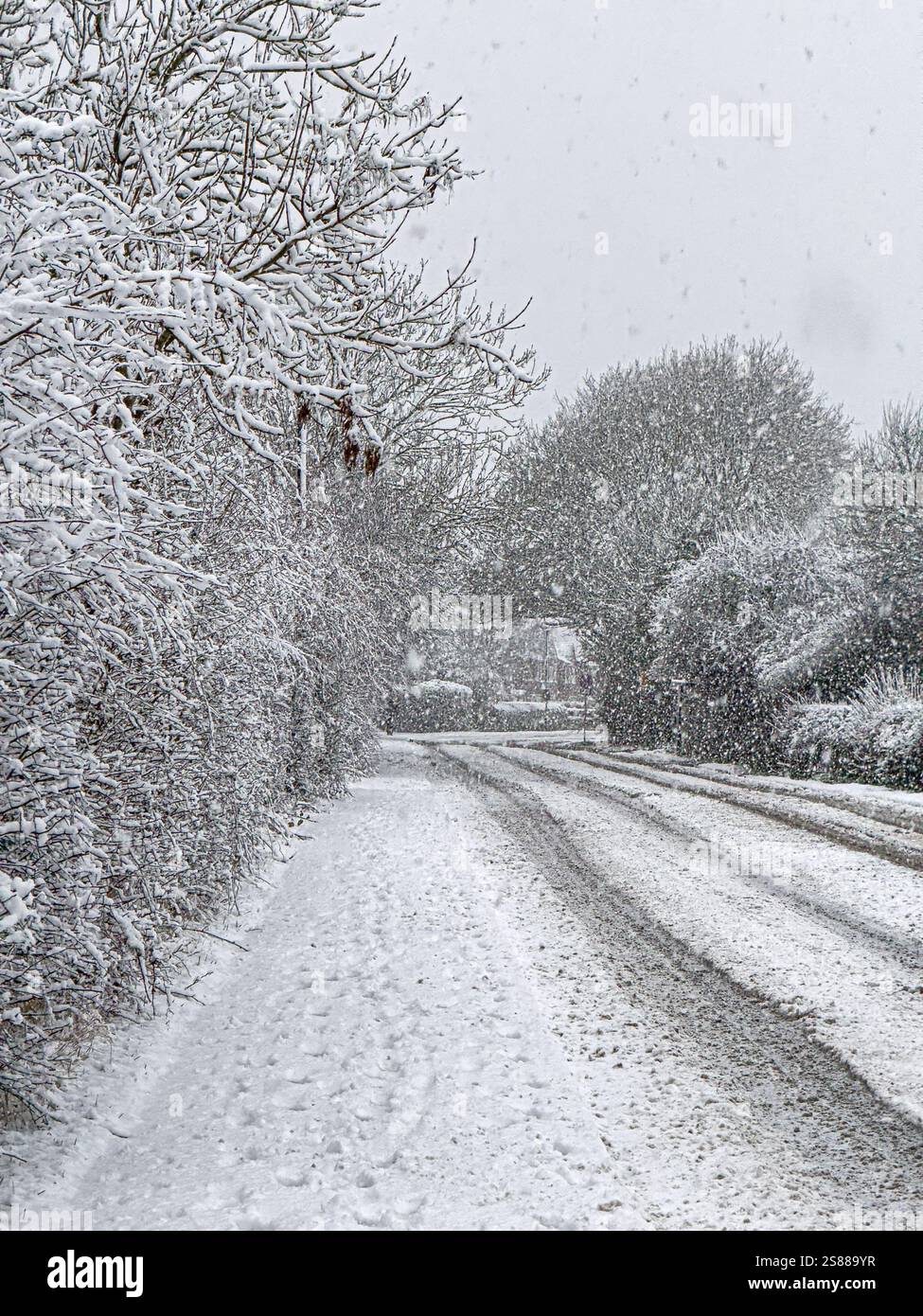 La neve pesante cade sulle strade rurali dello Yorkshire, trasformando il paesaggio in un tranquillo paesaggio invernale con alberi ricoperti di bianco. Foto Stock