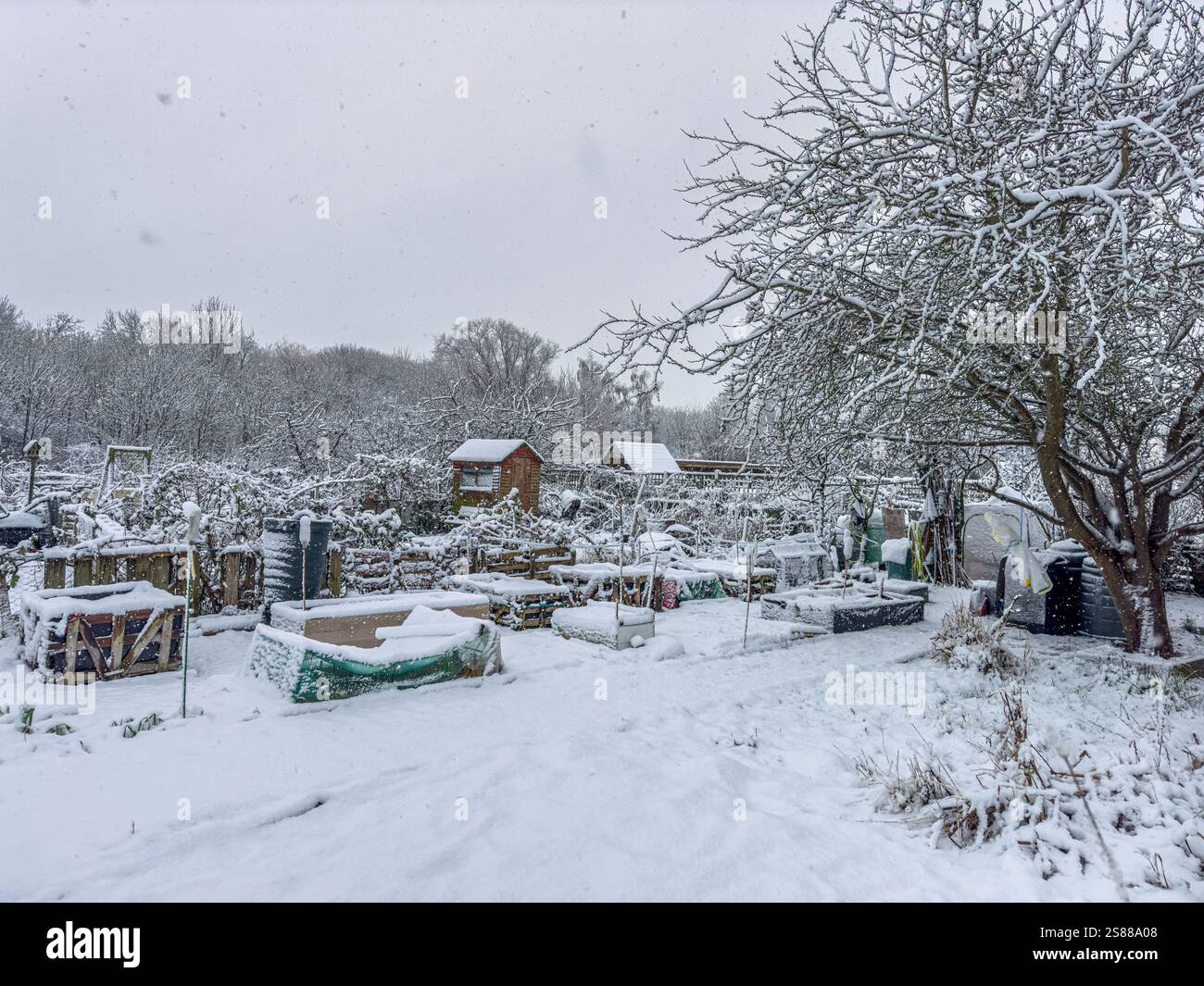 Riparto nello Yorkshire ricoperto di neve, che presenta una tranquilla scena invernale con orti incontaminati e alberi ghiacciati in lontananza. Foto Stock