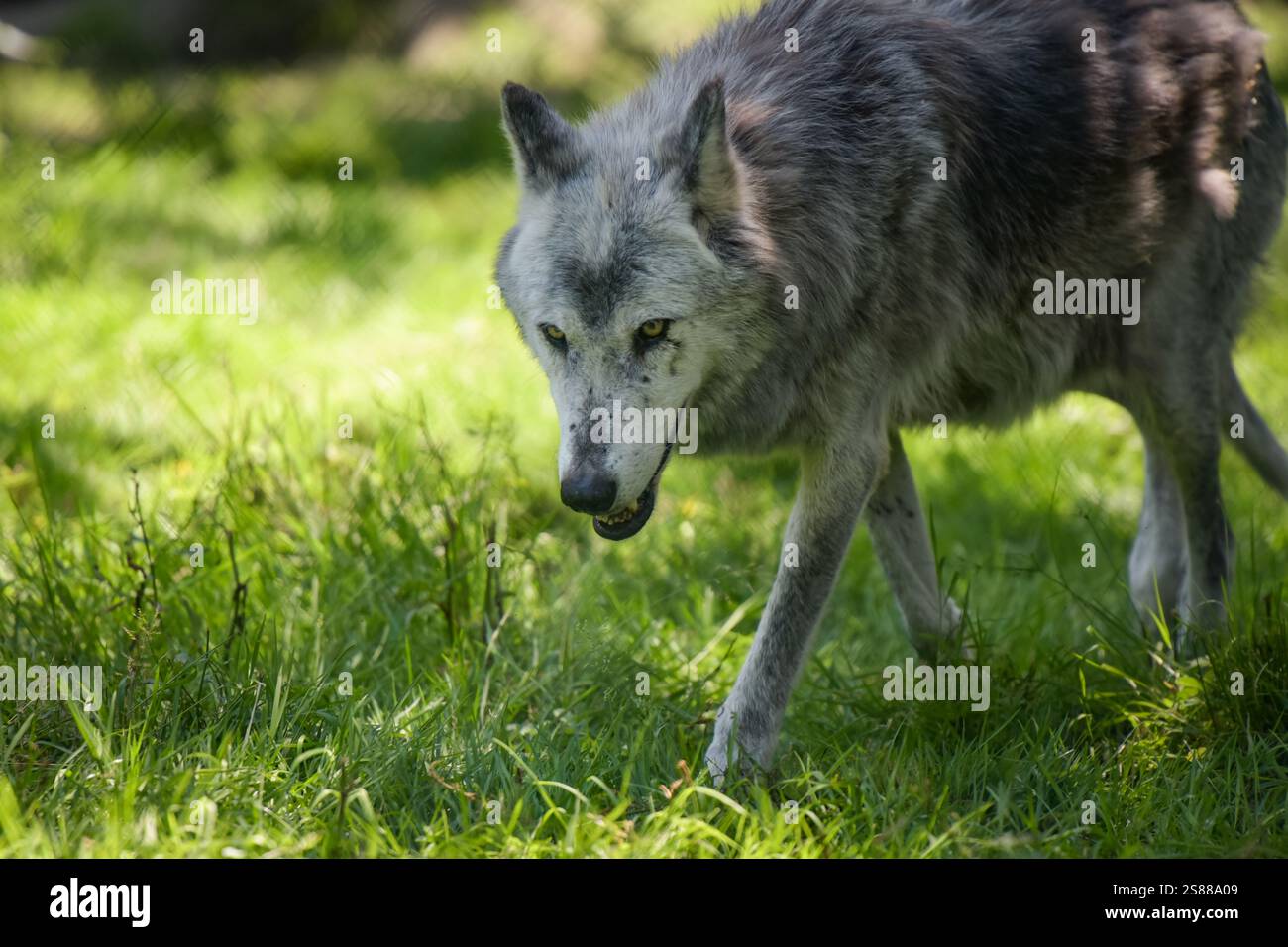 Fotografia di lupo europeo in un parco in Francia Foto Stock