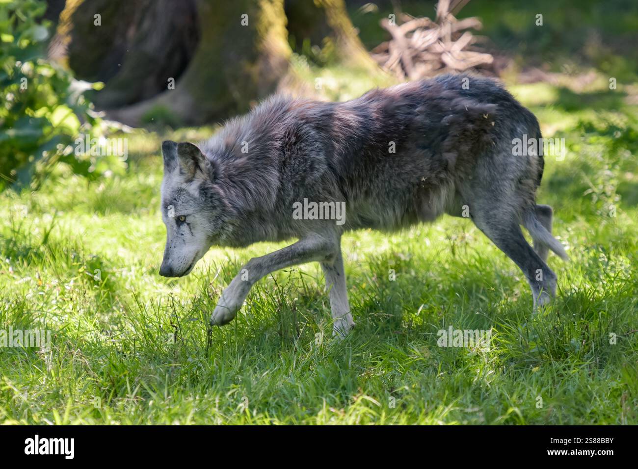 Fotografia di lupo europeo in un parco in Francia Foto Stock