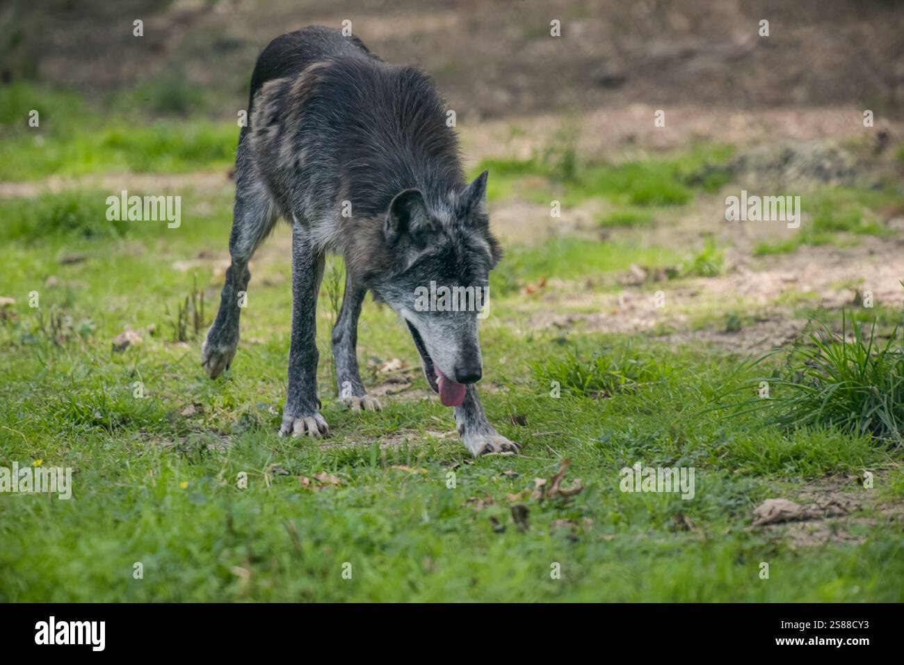 Fotografia di lupo europeo in un parco in Francia Foto Stock