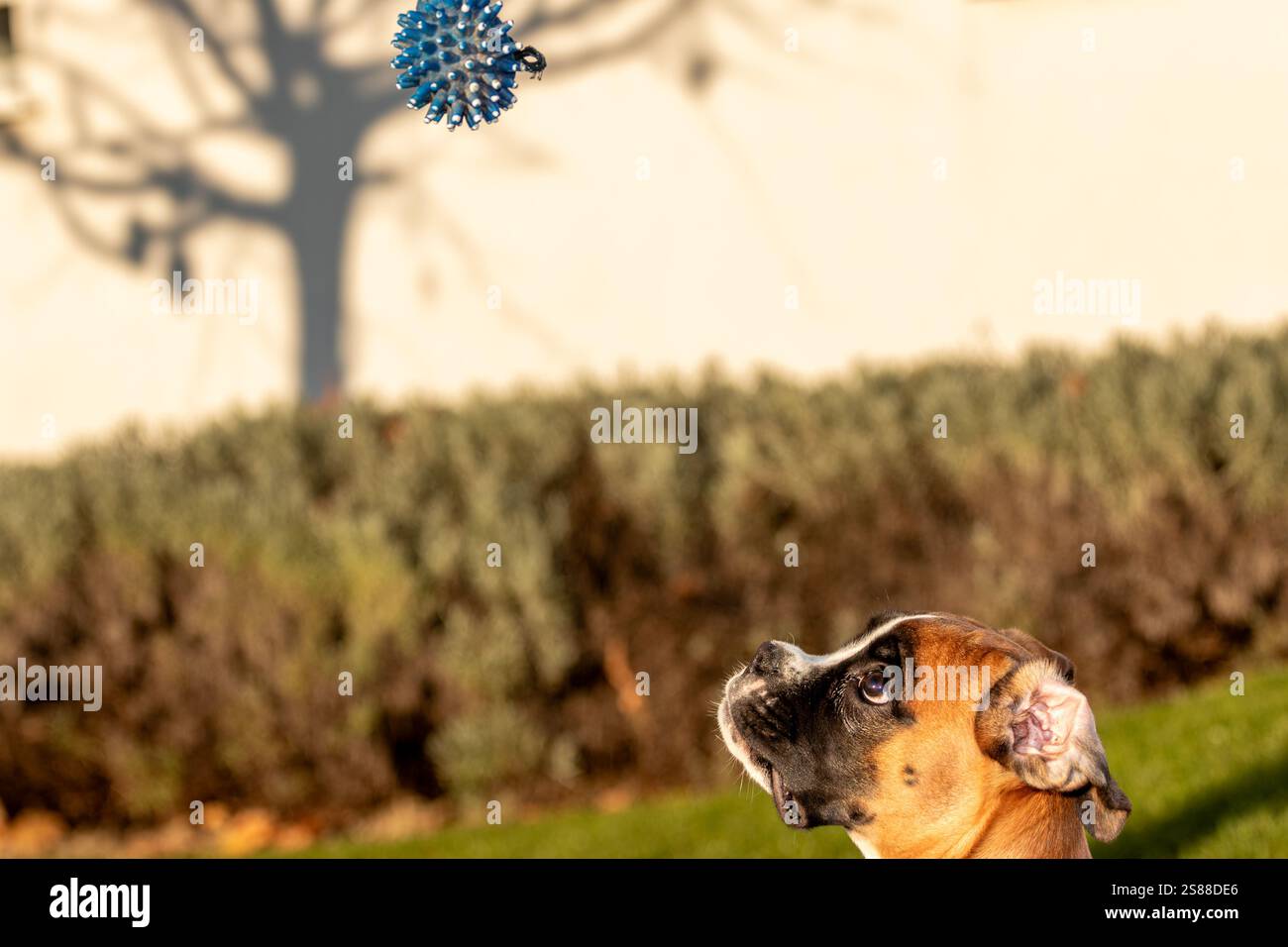 Il bellissimo Boxer Dog guarda un giocattolo che non riesce a raggiungere. Foto Stock