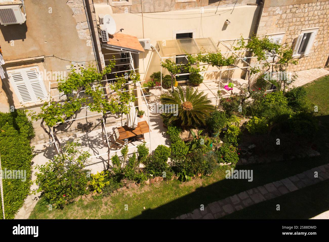 Vista su un giardino, dal tour a piedi delle mura della città vecchia di Dubrovnik, con una splendida palma sago, un cad di palme o una palma funebre giapponese che offre una caratteristica nel giardino. Croazia. (138) Foto Stock