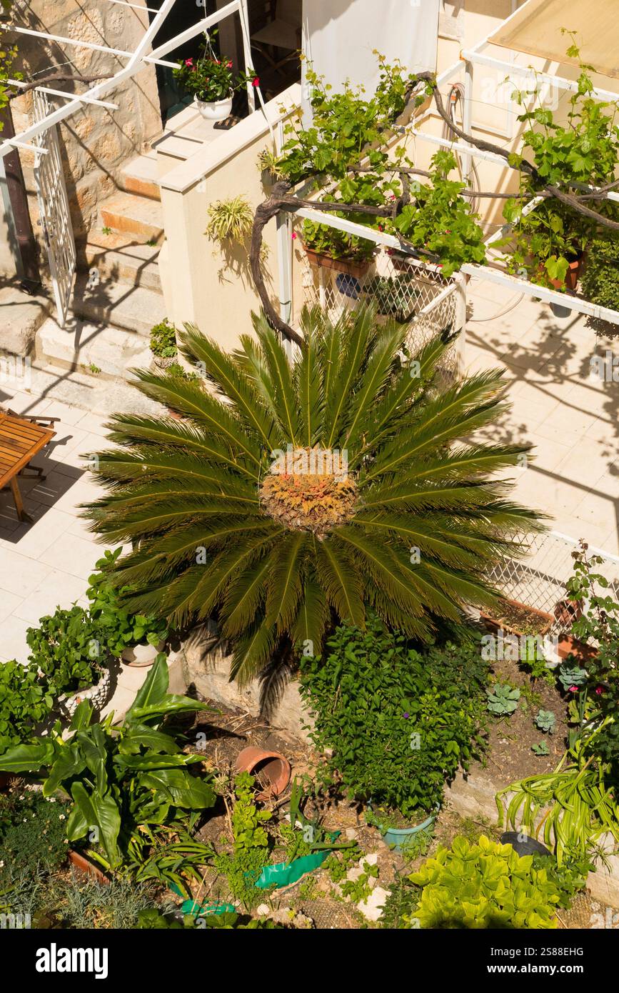 Vista su un giardino, dal tour a piedi delle mura della città vecchia di Dubrovnik, con una splendida palma sago, un cad di palme o una palma funebre giapponese che offre una caratteristica nel giardino. Croazia. (138) Foto Stock