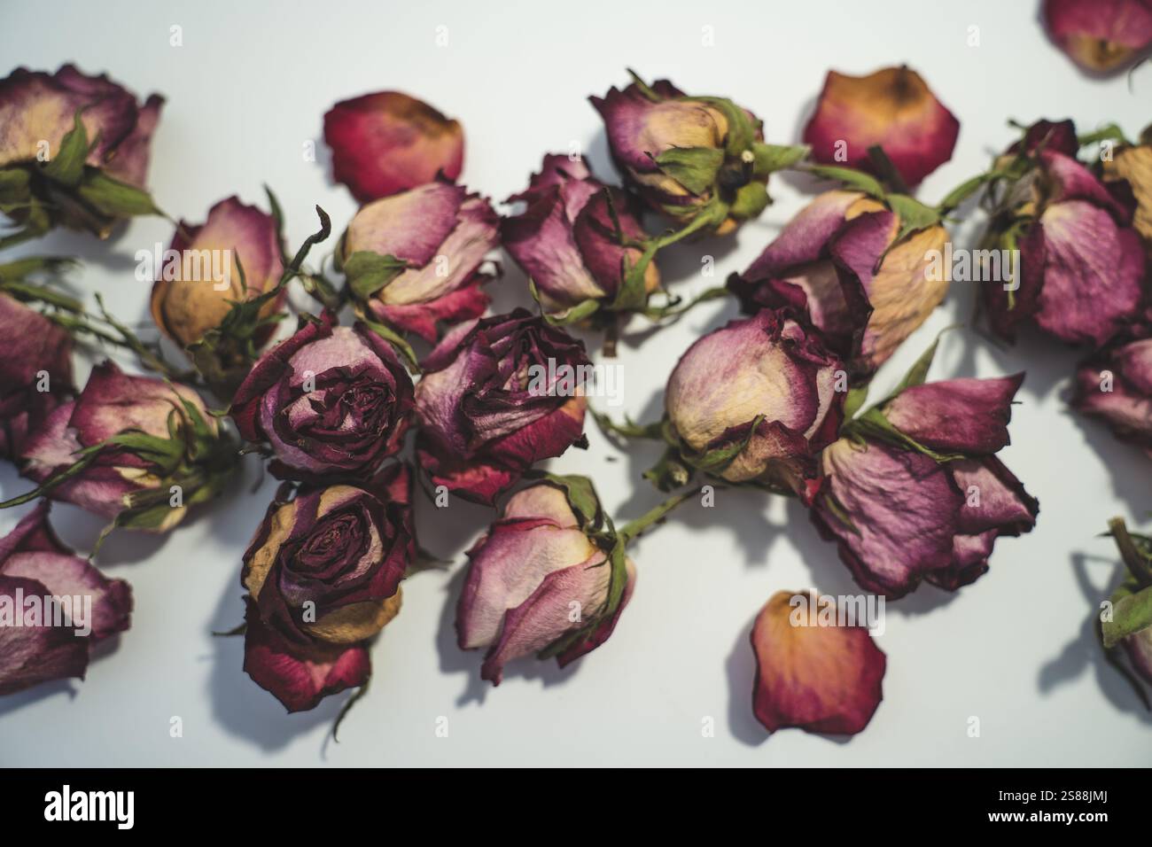 Composizione colorata di rose appassite su sfondo bianco. Copia spazio per il testo. Foto Stock