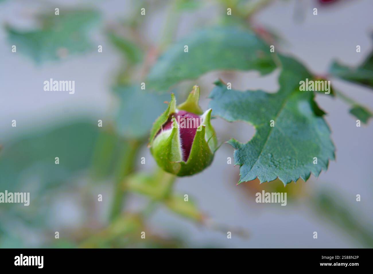 Un primo piano di un bocciolo di rosa rossa che inizia ad aprirsi e a rivelare i suoi petali. Foto Stock