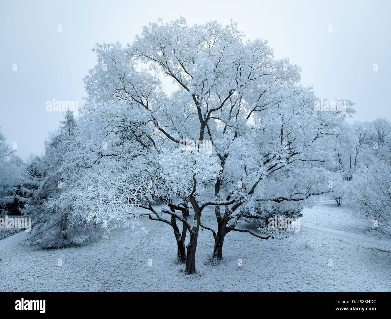 Bellissimo albero coperto di hoarfrost in una giornata fredda nebbiosa a Kornwestheim, Baden-Wuerttemberg, Germania Foto Stock