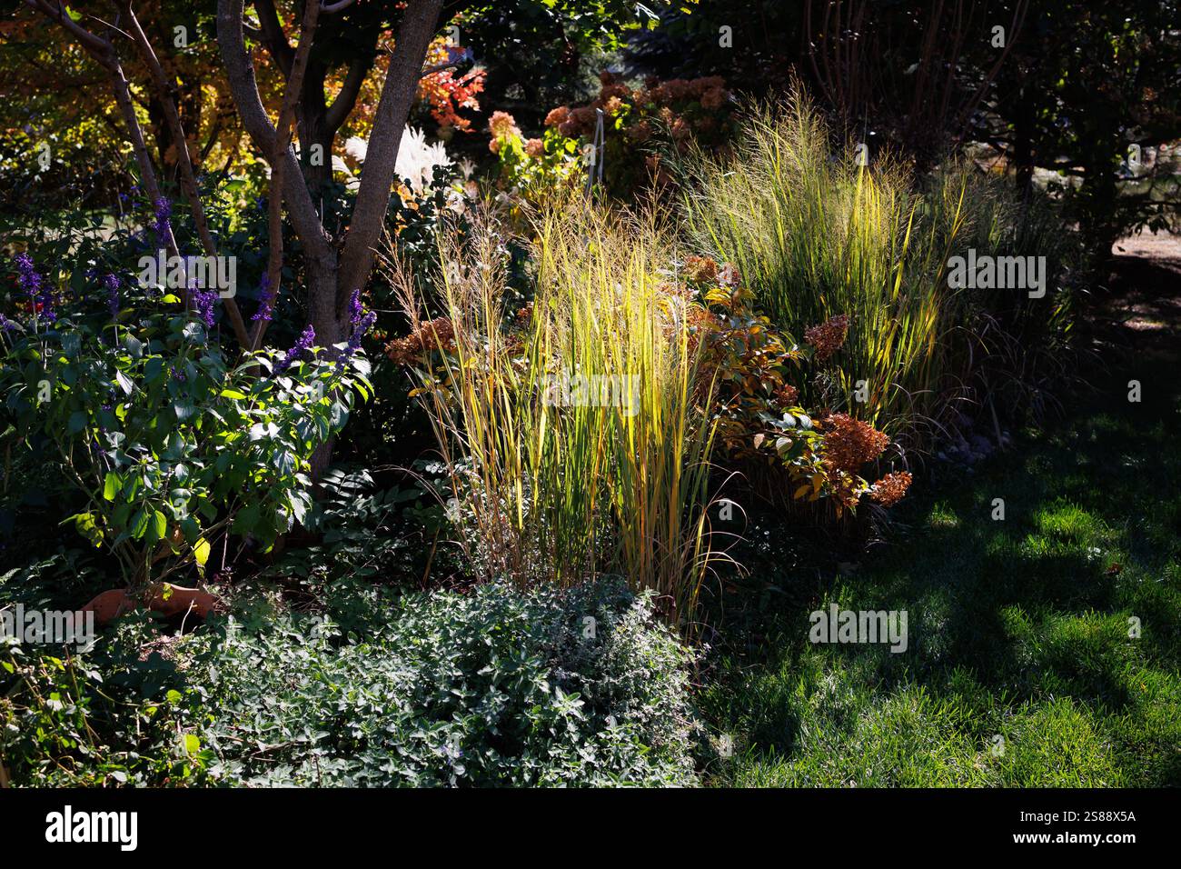 Karl Foerster Reed Grass, Calamagrostis, Grasse con i loro pennacchi piuma, manierismo con un aspetto verticale audace, si mescolano con nepeta, zinnie. Foto Stock