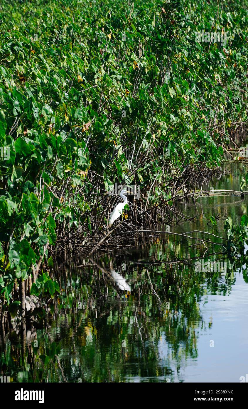 Un airone sulle rive del fiume Macouria, Guyana francese, Sud America Foto Stock