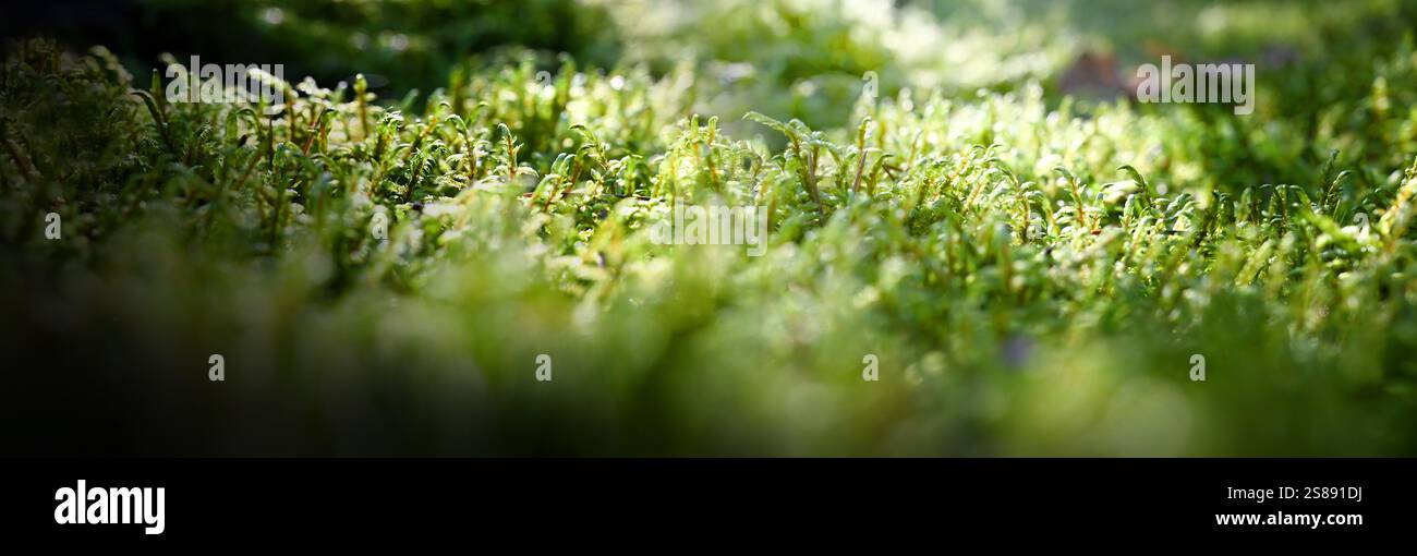 Muschio verde naturale sugli alberi nella foresta o nei boschi. Foto Stock