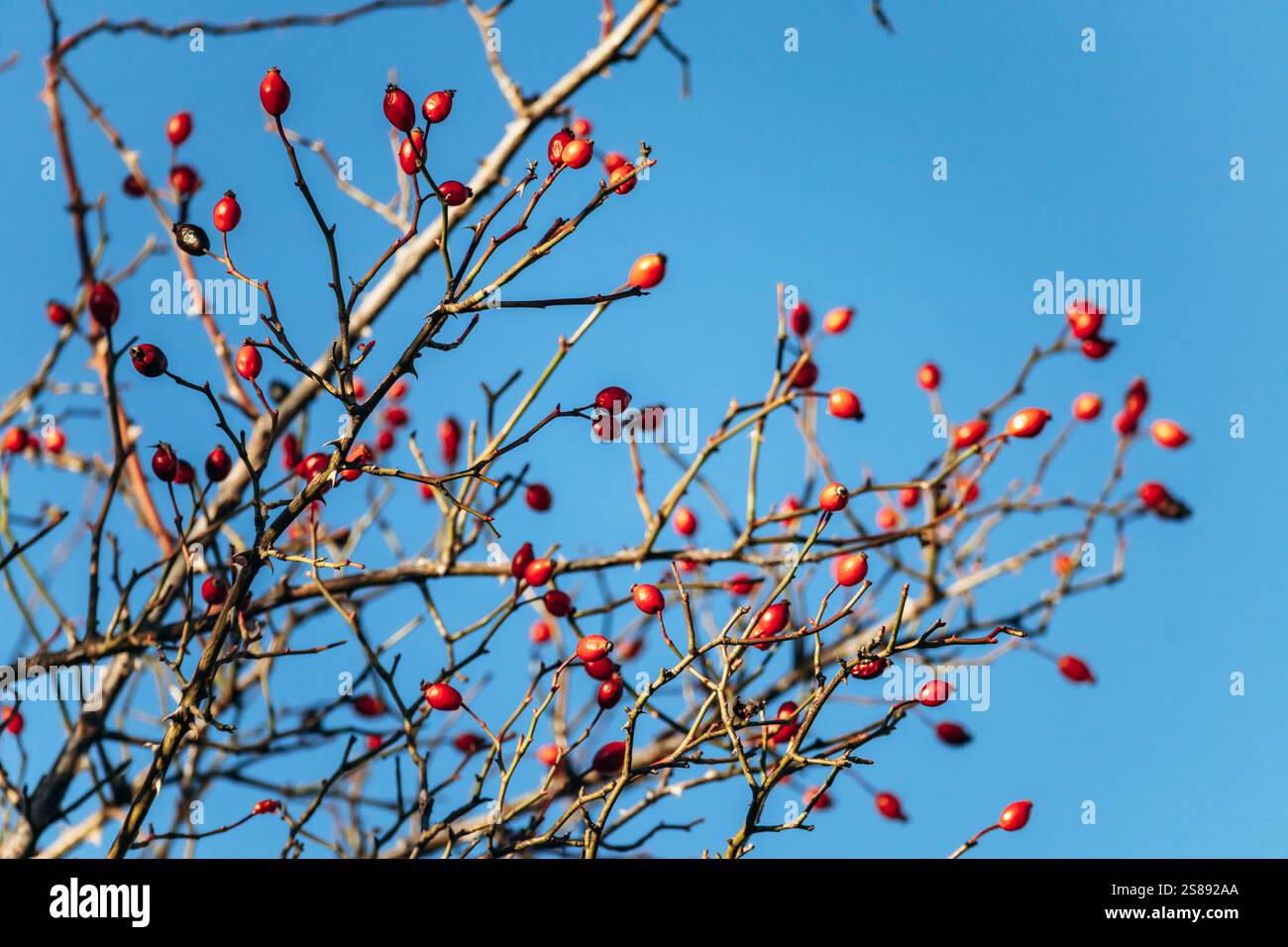 Primo piano di rosoni in inverno nella Francia centrale Foto Stock