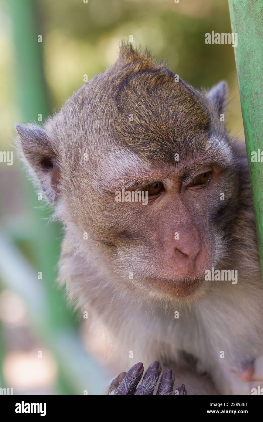 Ritratto di una scimmia che guarda in basso, appeso su una recinzione verde con un morbido sfondo sfocato, catturandone l'espressione naturale Foto Stock