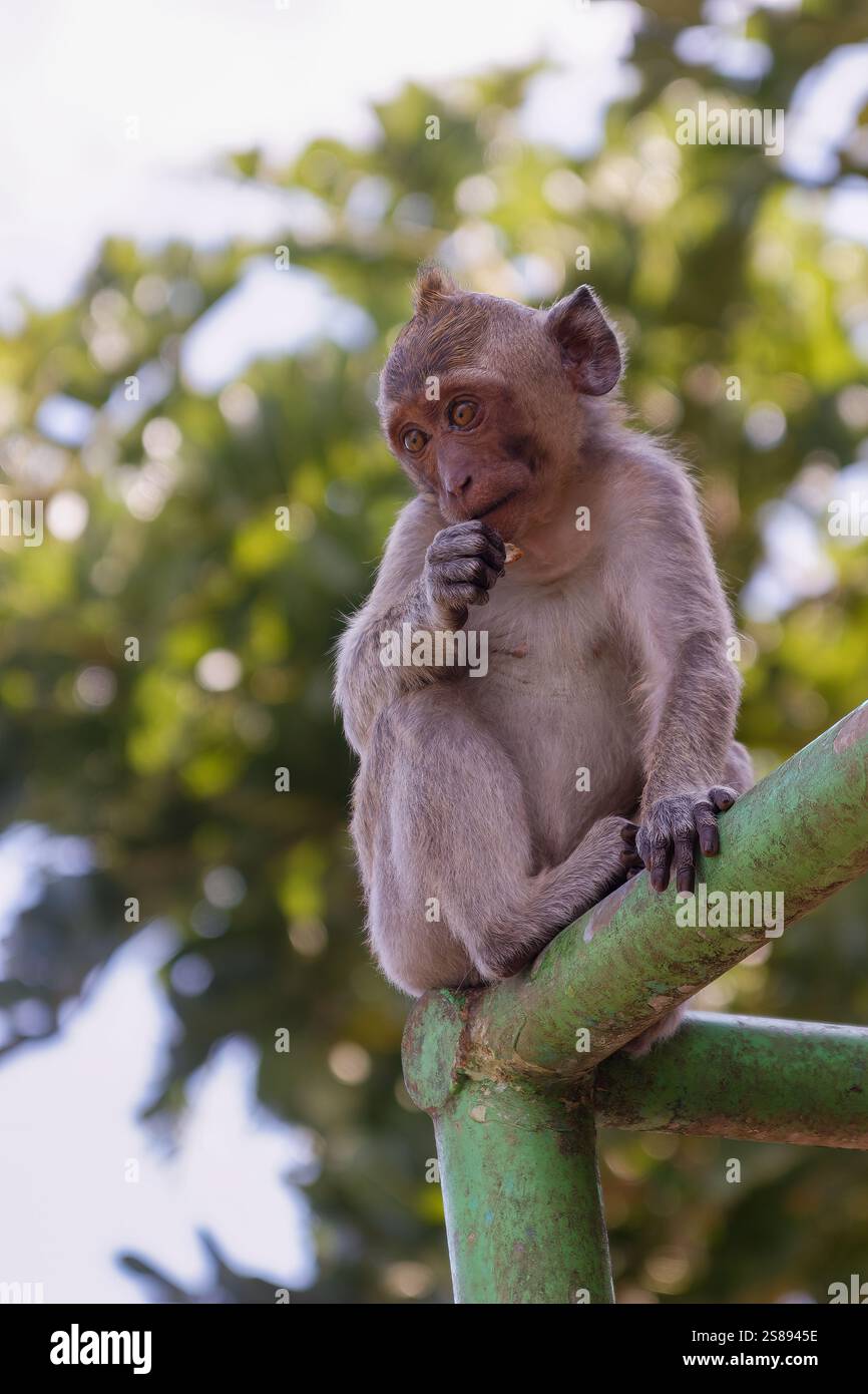 Ritratto completo di una scimmia su una recinzione verde che mangia noci, con uno sfondo sfocato, che mostra la sua espressione unica e il suo comportamento naturale Foto Stock