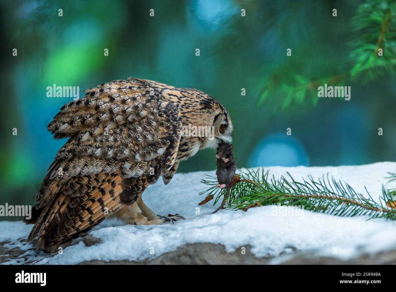 Una civetta è incentrata sulla sua cattura mentre si trova su un ramo coperto di neve. Il tranquillo ambiente invernale esalta l'accattivante momento di pred Foto Stock