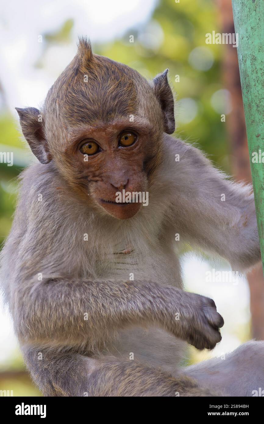 Ritratto di una scimmia con un'espressione arrabbiata, su uno sfondo sfocato, che cattura lo sguardo intenso, le emozioni e la texture dettagliata della pelliccia Foto Stock