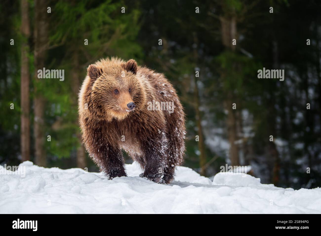 Un orso bruno sta navigando attraverso un paesaggio innevato, circondato da una fitta foresta. La scena cattura la bellezza e la tranquillità della fauna selvatica invernale. Foto Stock