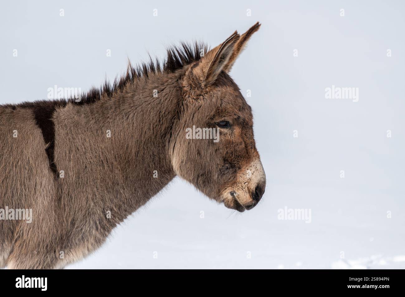 L'asino mostra un comportamento calmo, il suo profilo evidenziato su uno sfondo morbido e innevato. Questo momento tranquillo cattura l'essenza dell'inverno e Foto Stock