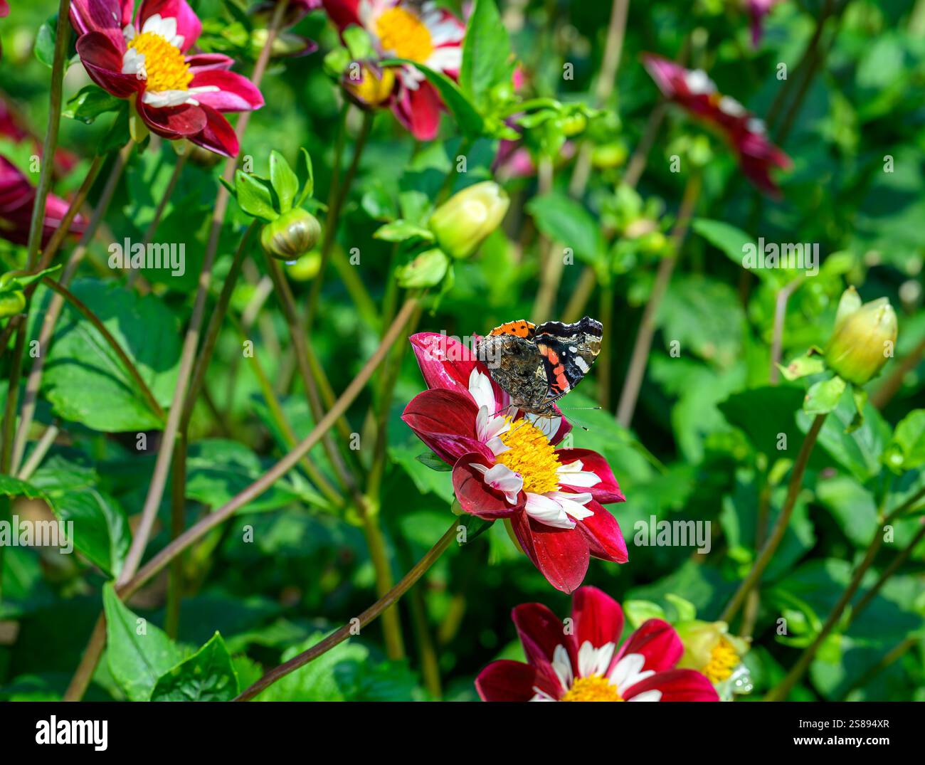 Una bellissima farfalla dai colori sorprendenti è arroccata su un fiore rosso brillante. I fiori circostanti creano un'atmosfera vivace, che mostra la bellezza della primavera Foto Stock