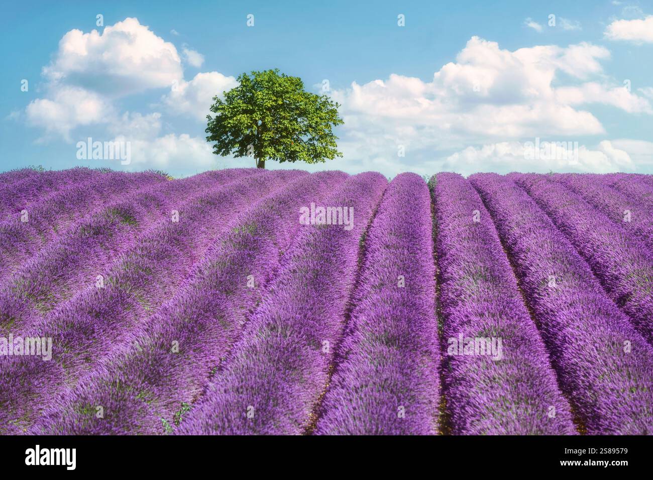 Un campo di lavanda in fiore e un albero nel Plateau de Valensole. Regione della Provenza, Francia Foto Stock