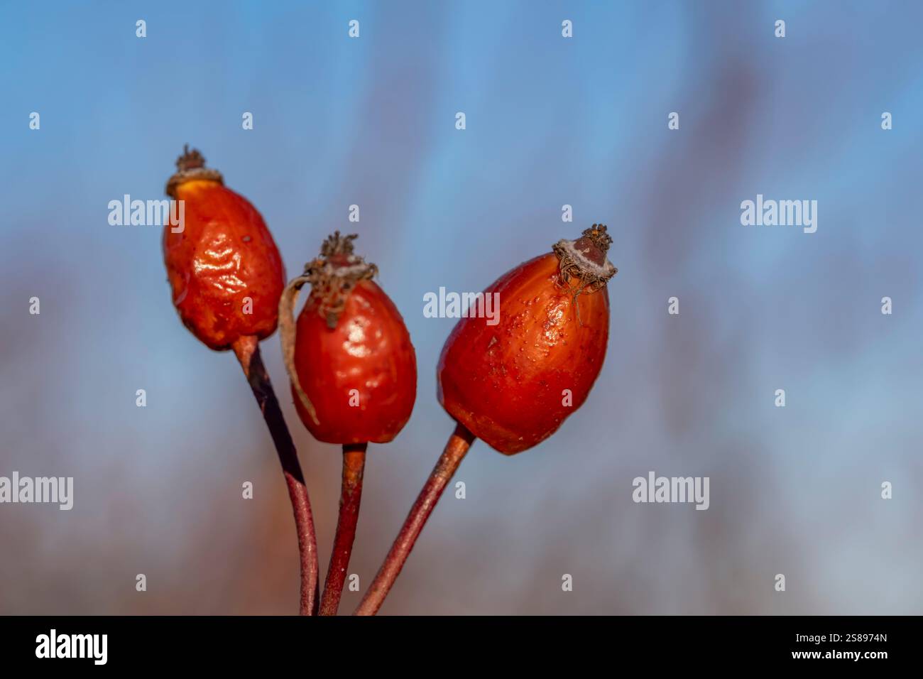 Tre rosehip rossi sono su uno stelo. Le bacche sono piccole e rotonde. Lo stelo è sottile e marrone Foto Stock