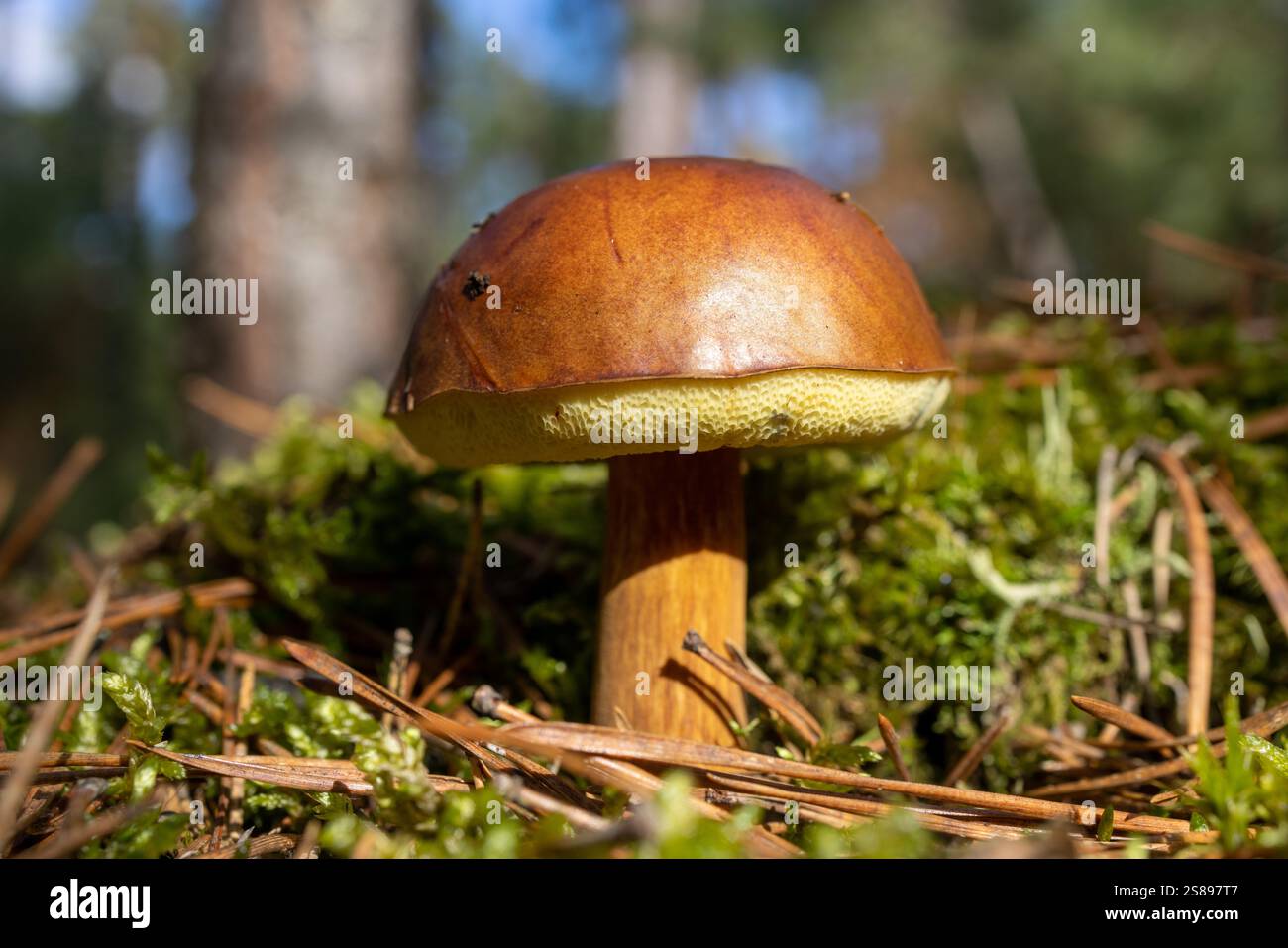 L'Imleria badia, comunemente nota come bolete di baia, è un fungo poroso commestibile, presente in Eurasia e Nord America, dove cresce in conifere o mixe Foto Stock