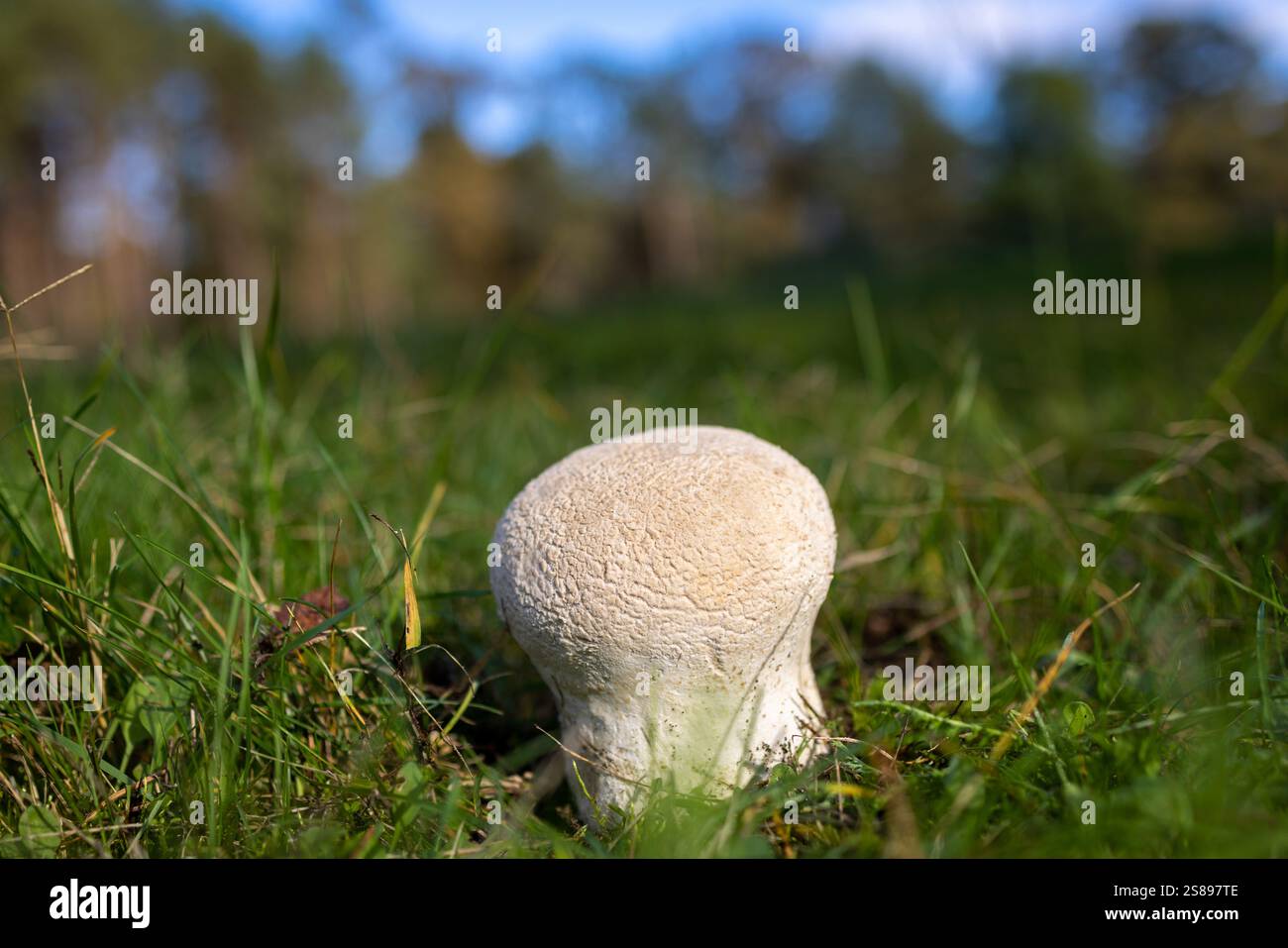 La Calvatia gigantea, comunemente conosciuta in inglese come la palla gigante, è un fungo di palla comunemente presente nei prati, nei campi e nelle foreste decidue Foto Stock