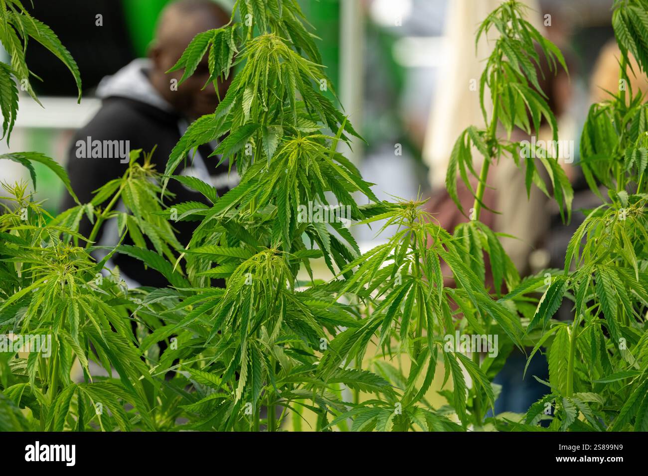 Un uomo è in piedi davanti a una grande pianta verde con molte foglie. La pianta è una pianta di marijuana, e l'uomo la ammira Foto Stock