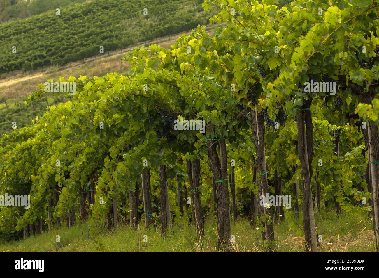 Splendida vista sulla valle del vino toscana con infinite piantagioni di uva. Il primo piano delle uve sulle vigne aggiunge fascino al paesaggio. Foto Stock