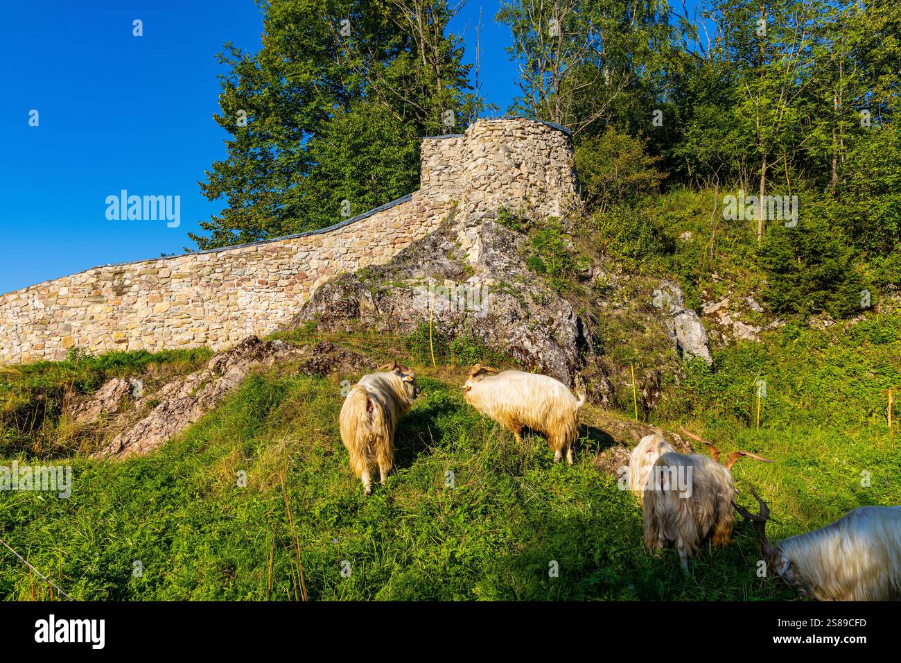 Czorsztyn, Polonia - 14 agosto 2023: Mura e fortificazioni del castello reale medievale sul lago Jezioro Czorsztynskie con l'alimentazione delle capre a Pieniny Foto Stock